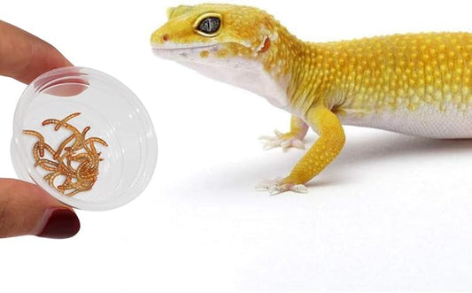 SLSON Small Gecko Food and Water Cups 100 ct Plastic Feeder Cups for Reptile Feeding Bowls for Crested Gecko Lizard and Other Small Pet, 0.5 oz