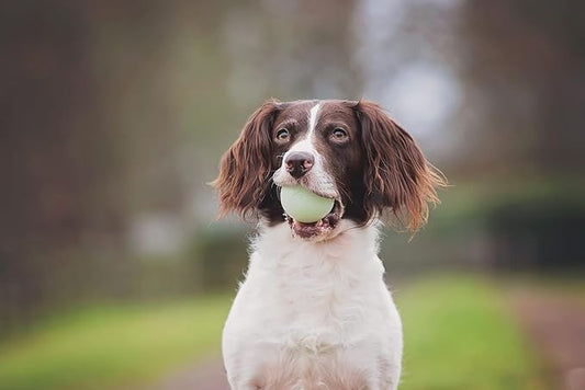 Chuckit! Fetch Pack Dog Balls - Interactive Dog Toys, High-Bounce Fetch Ball, Floating Ultra and Rugged Balls, Durable - Size Small, 2-inch Diameter, Set of 3