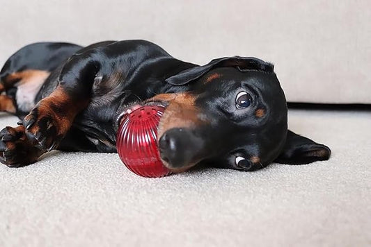 Pet Qwerks Blinky Babble Ball - Flashing Interactive Dog Toy - Large