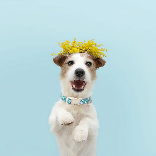 Lionet Paws Easter Dog Collar- Cute Colorful Eggs Green Dog Collars with Plastic Buckle, Light Adjustable Dog Collars with Egg Pendant for Medium Large Dogs