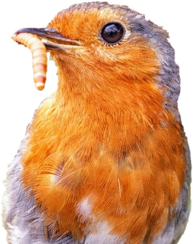 Predator Foods Bulk Live Mealworms - 500 Count (Medium - 0.5")