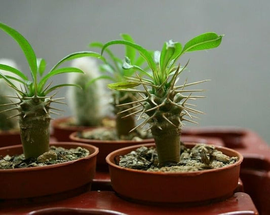 Gardenera Madagascar Palm Potting Mix - Promote Strong Roots and Captivating Form with Our Premium Blend - 4 Quart