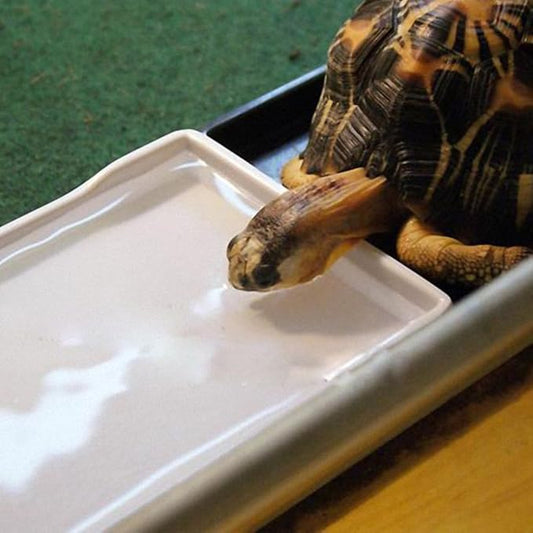 OMEM Reptile Bowl Large Food and Water Dish Enough Space Also Fit for Bath Simulated Wood Grain Surface (S, White)