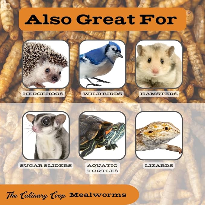 Fluker's Culinary Coop Premium Chicken Treats, Mealworms 10 oz, High Protein Worm, Nutritious Treat
