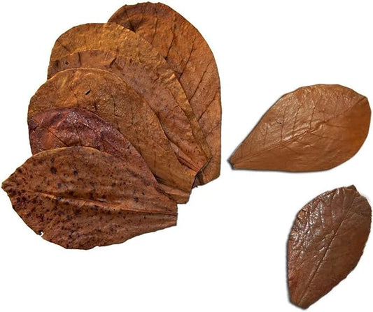 SunGrow 10 Indian Almond (Catappa) Leaves 8″ for Betta Fish – Natural Aquarium Water Conditioner, Adds Tannins, Lowers pH, Fin Growth and Enhances Color, Stress Relief, Water Softening Treatment