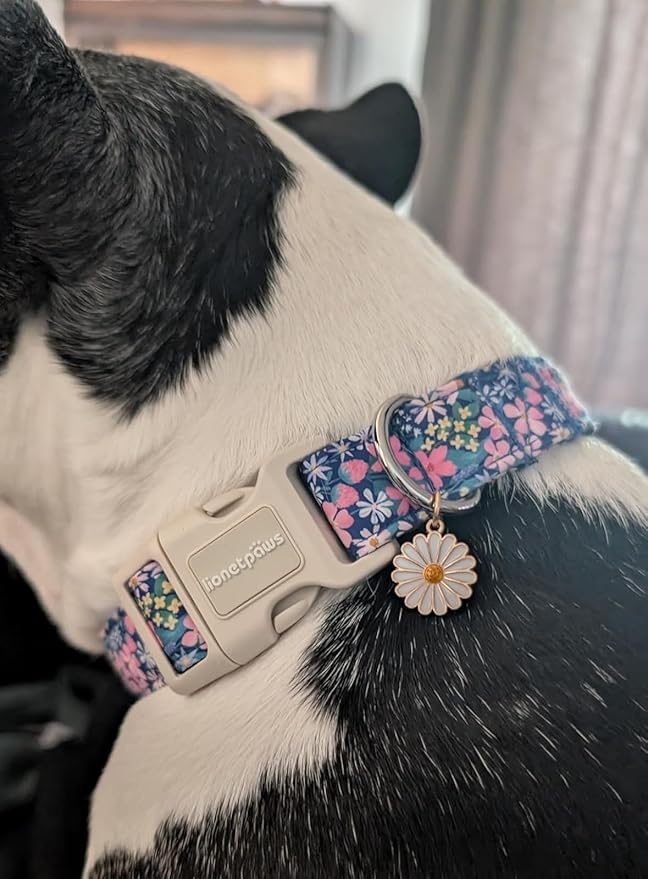 Lionet Paws Floral Dog Collar- Cute Spring Wildflowers Daisy Fleabane Dog Collars with Plastic Buckle, Light Adjustable Dog Collars for Small Medium Dogs