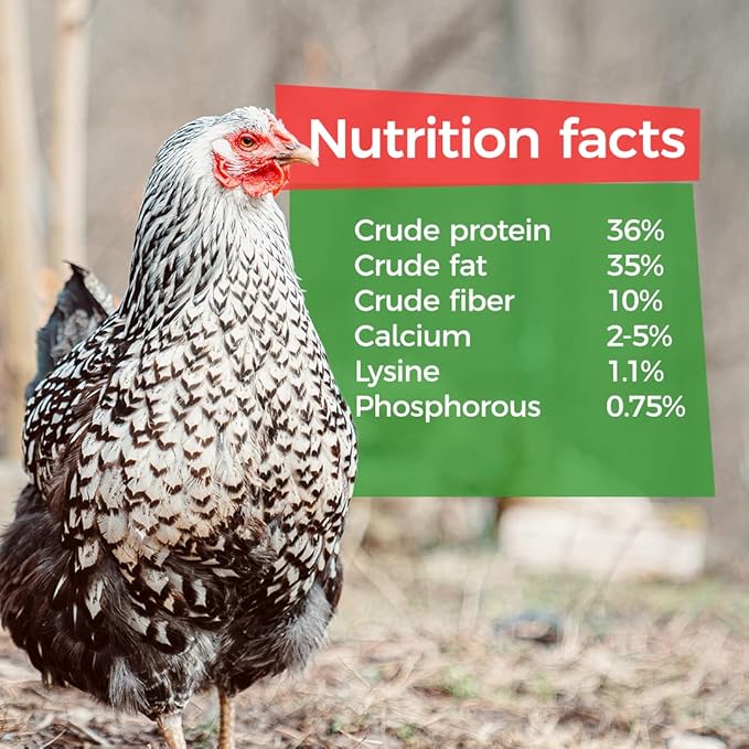 GrubTerra Black Soldier Fly Larvae for Chickens – Dried BSFL Poultry Treat, High Protein Calcium Feed Supplement for Laying Hens, Backyard Chickens, Sourced from Mexico, Not from China - 10LB