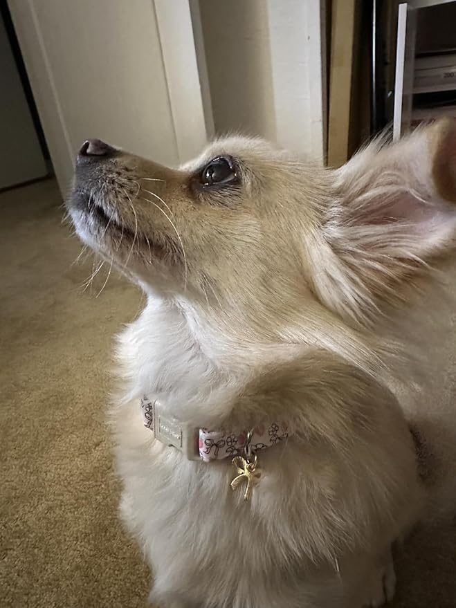 Lionet Paws Spring Dog Collar- Cute Strawberry Pink Dogs Collar with Plastic Buckle and Bowtie Pendant,Dog Collar for Small Dogs