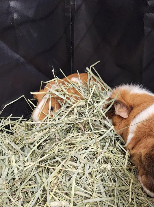 Hayzee Original Guinea Pig Hay Holder Feeder Litter Box Less Mess Encourages Natural Burrowing Instincts and Provides Ample Supply of Hay to Guinea Pigs and Rabbits (Black, 27")