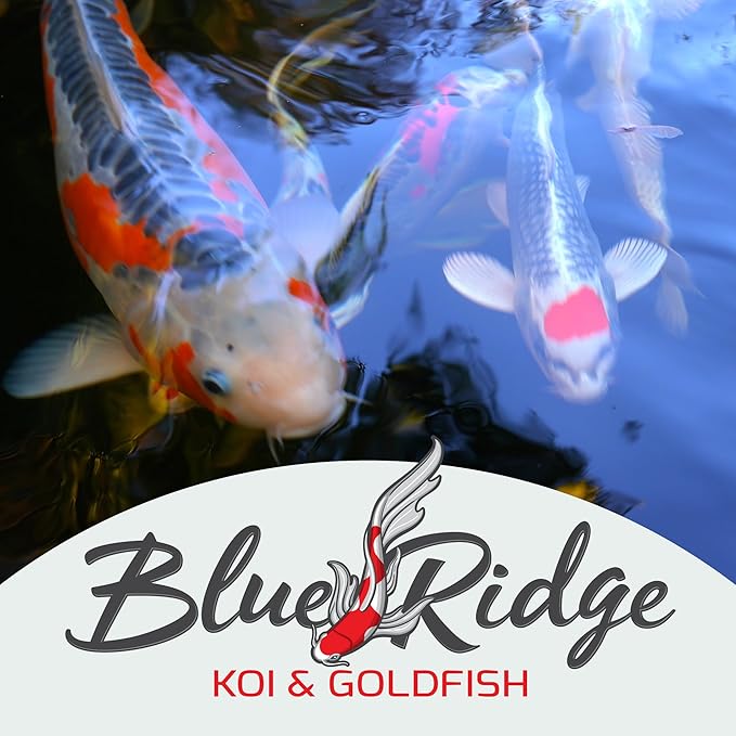 Blue Ridge Koi Fish Food 2lb - Koi Food Color Growth Formula, Goldfish Food, Premium Fish Food for Ponds, Ponds Fish Food, Floating Pond Pellets