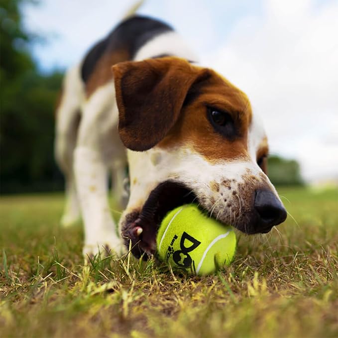 INSUM Squeaky Tennis Balls for Dogs Pack of 4 Easy Catching Dog Fetch Balls (Squeaky-Yellow)