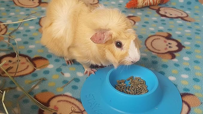 Tip-Proof Ergonomic Pet Bowl for Guinea Pig and Other Small Pets; 1/4-Cup Size; Sky Blue