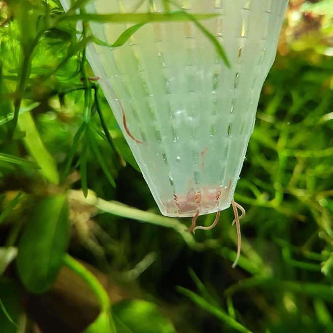6PCS Aquarium Live Red Worm Feeding Cone Cup Plastic Frozen Brine Shrimp Fish Feeder for Aquarium Tank with Suckers, White,Red