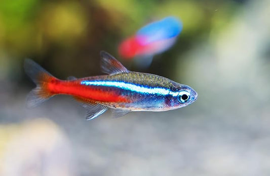 Swimming Creatures 5 PCS Assorted Tetra Mix, Freshwater Aquarium Fish Live Arrival Guarantee (3-4 Kinds Mix)