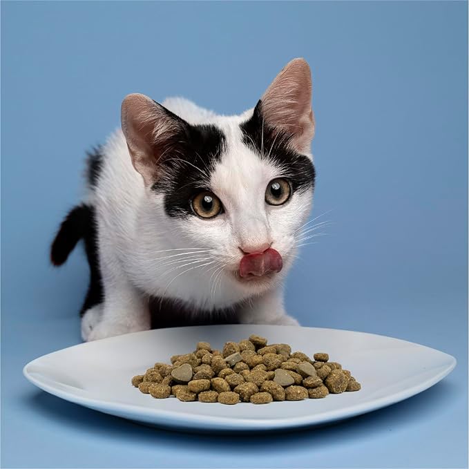 Forza10 - Cat Food, Vet-Apoorved Pet Food for Sensitive Stomachs and Digestive Support, Non-GMO, Fish Flavor, Made in Italy (3.3 lb)