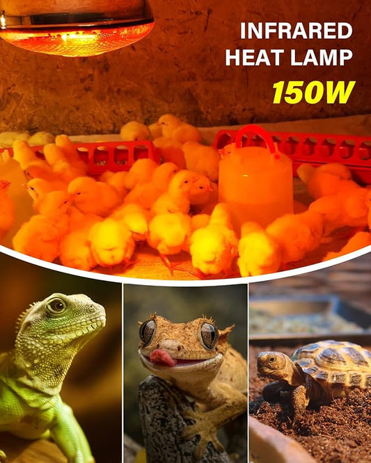 Heat Lamp Bulbs for Chickens Coop Brooder,150 Watt Reptile Heat Lamp Bulb Infrared Red Light for Chicks,Birds,Ducks,Dogs,Cats (Heating Lamp Not Included)-ONLY Sold Official