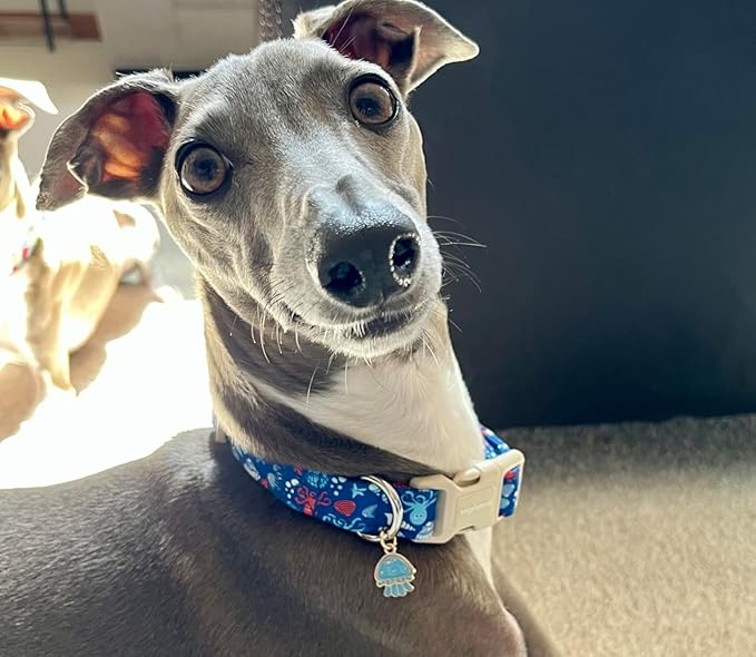 Lionet Paws Summer Blue Dog Collar- Cute Sea Shell Dog Collars with Plastic Buckle and Octopus Pendant,Light Adjustable Dog Collars for Small Dogs