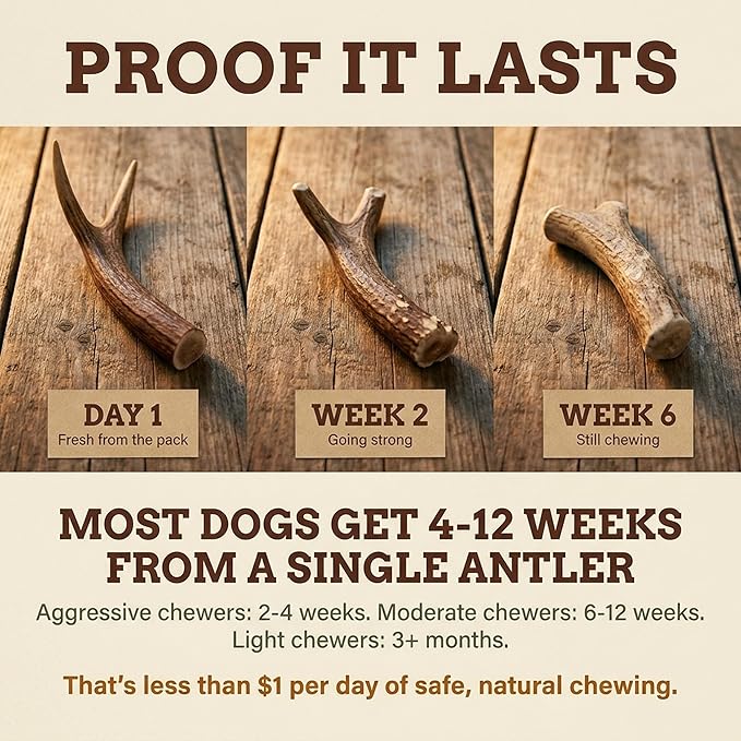 Heartland Deer Antlers for Dogs - Daily Dental Care Chews for Aggressive Chewers to Reduce Plaque & Prevent Destructive Behavior (X-Large, 8-10", 1-Pack, Grade A, USA Made)