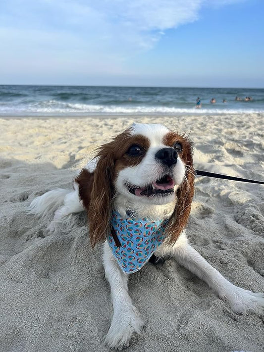 Lionet Paws Dog Bandana,Fabric Summer Dogs Kerchief for Small Medium Large Dogs,Dog Cotton Triangle Bibs Scarf for Girl Boy