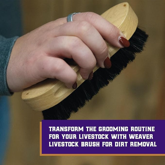 Weaver Livestock Barn Brush, Wooden Grooming Brush for Goat, Sheep, Pigs, Cattle, Stiff Bristles for Dirt Removal, Show Animal Grooming Tools