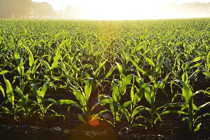 CountryMax Backyard Seeds Cracked Corn 20 lbs - High-Energy Animal Feed for Chickens, Squirrels, Deer & Wild Birds, Ground Feeding, High Protein