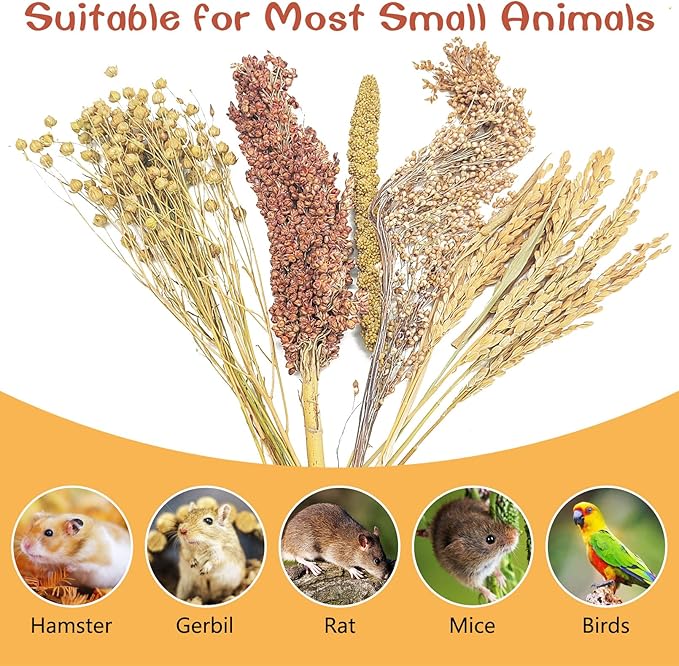 Fhiny Natural Hamster Sprays Edible Hamster Bedding Air-Dried Grain Set for Habitat Decor Mice Cage Accessories for Gerbils Lemmings Parrots Rats and Other Small Animals(0.2lb)