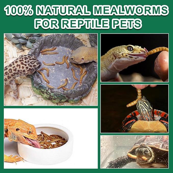 Dried Mealworm for Reptiles - High Protein Reptile Food for Bearded Dragons Turtles, Geckos, Snakes, Frogs Chickens, Birds, Hamsters & Hedgehogs(9oz)