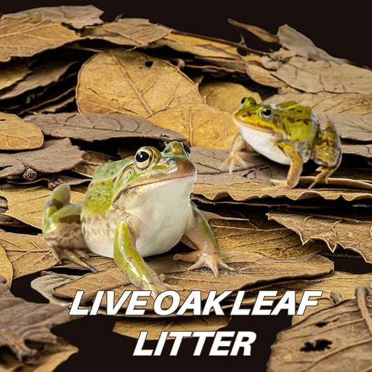MAQIHAN 7 OZ Dry Oak Leaf Litter - Leaf Litter for Reptiles Oak Leaves for Isopods Live Substrate for Snakes, Frogs, Isopods, Terrarium Bedding