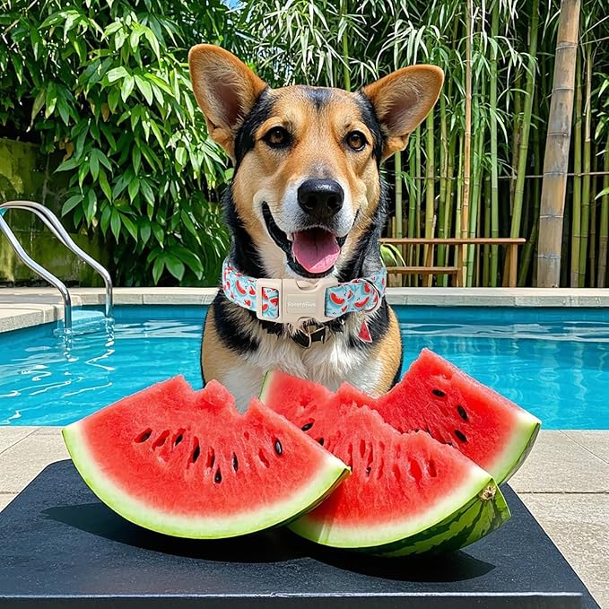 Lionet Paws Summer Dog Collar- Cute Watermelon Light Blue Dog Collars with Plastic Buckle and Watermelon Pendant,Light Adjustable Dog Collars for Medium Large Dogs