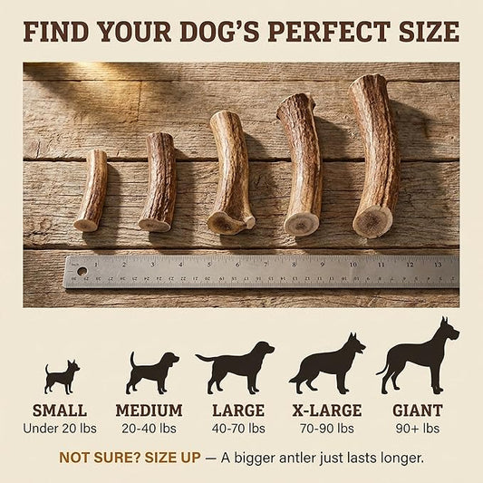 Deer Antlers for Dogs Large - 6-8 Inch Heartland Antlers Dog Chew for 40-80 lb Dogs, Long Lasting Chew for Aggressive Chewers, Naturally Shed, Grade A USA Sourced Single Ingredient, Splinter Resistant