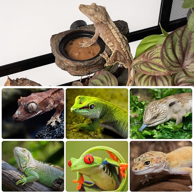 Magnetic Gecko Feeding Ledge, Reptile Food Dish with 3PCS Feeding Cups Crested Gecko Feeder Ledge Water Bowl for Lizard Chameleon Bearded Dragon Tank Accessories