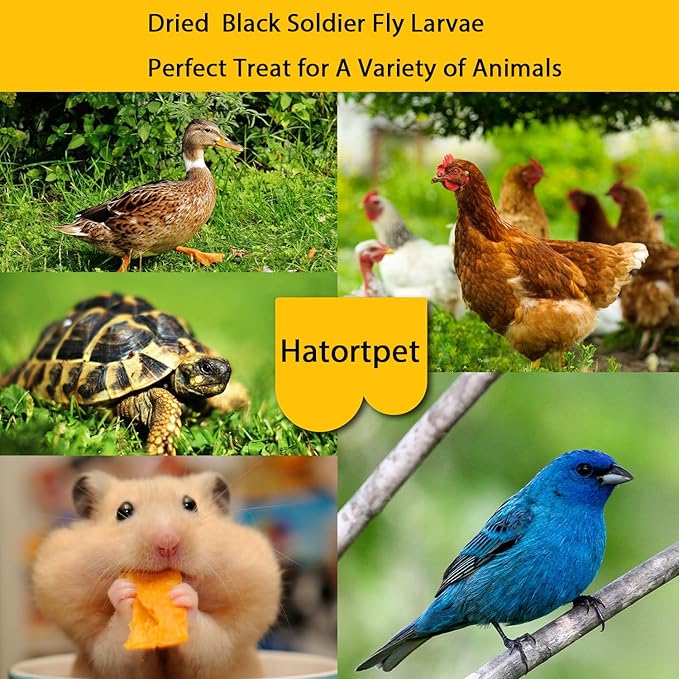 Dried Black Soldier Fly Larvae 20LB-Pure Natural Non-GMO BSF Larvae for Chickens-More Calcium Than Mealworms High-Protein Chickens Treats for Layer Hens Wild Birds Ducks