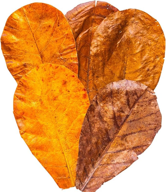 Leaf Litter for Snakes 30Pcs Indian Almond Catappa Leaves 8" Reptile Tank Substrate Corn Snake & Ball Python,Isopods - Maintains Humidity, Bioactive Vivarium Bedding & Terrarium Decor