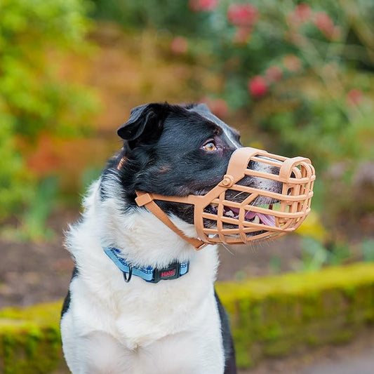Baskerville Classic Basket Muzzle - Dog can Pant and Drink, Prevents Biting and Food Waste Scavenging, Strong TPR, Ideal for Longer Nosed Dogs, Breathable Dog Training Muzzle for Medium Dogs (Size 6)