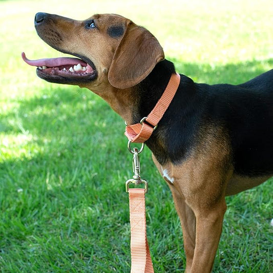 Country Brook Petz - Martingale Dog Collar - Heavy-Duty Training Collar with No Buckle - Service Dog Collar for All Pups - 20 Vibrant Colors (Mango, 1 Inch, Medium)