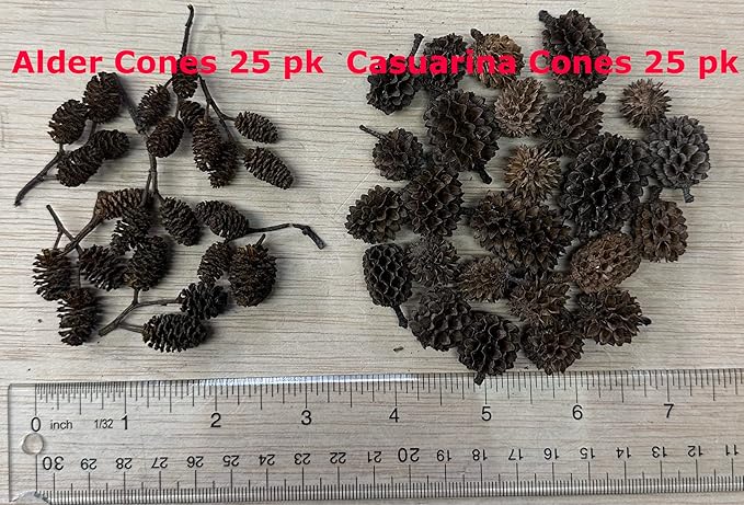 Alder & Casuarina Cones Betta Shrimp Tank Promotes Natural Habitat, Breeding, Tannin Producing Improves Immunity, Easy to Use, by Awesome Aquatic (50 Pack Casuarina)
