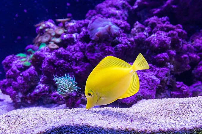 RESILIA Plastic, Leak-Proof Shipping Bags for Live Fish - 6" x 22" 3 Mil, 0.003 Inch, Double Bottom Seal, for Freshwater & Saltwater Fish, Case of 100