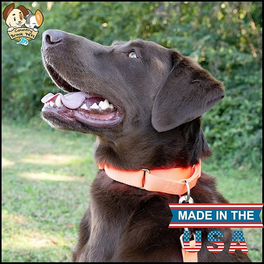 Country Brook Petz - Martingale Dog Collar - Heavy-Duty Training Collar with No Buckle - Service Dog Collar for All Pups - 20 Vibrant Colors (Hot Orange, 1 Inch, Extra Large)