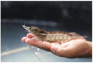 Baitfish Enhancement and Keeping Formula Additive for Minnow Buckets, Livewells and Bait Tanks. Keeps Holding Fish Alive Longer, Healthier, and Improves Performance Levels.