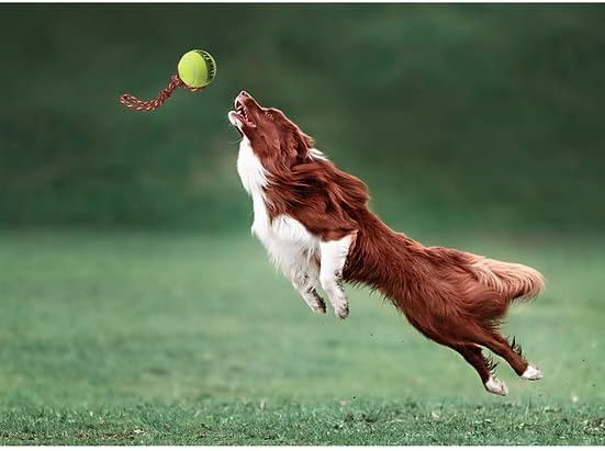 PetSport Fling Thing Dog Ball on Rope Toy, 12" Tennis Ball Rope for Fetch & Tug of War (3 Pack) - 2.5" Tuff Ball with Non-Abrasive Felt, Non-Toxic, Durable Toy for Small & Medium Dogs