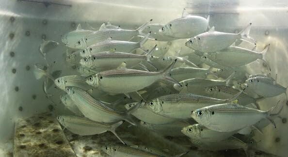 Baitfish Enhancement and Keeping Formula Additive for Minnow Buckets, Livewells and Bait Tanks. Keeps Holding Fish Alive Longer, Healthier, and Improves Performance Levels.
