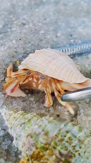 10+ Live Small Marine White-Legged Hermit Crabs – Reef Safe Algae Eaters & Cleanup Crew for Saltwater Aquariums Natural Scavengers for Nano, Reef, and Fish Tanks