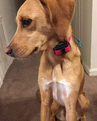Dogtra YS-300 Yapper Stopper Bark Activated No-bark Collar for Small to Medium Breeds