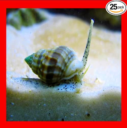 x25 Live Saltwater Nassarius Vibex Aquarium Coral Snails Algae Cleaner Feeders