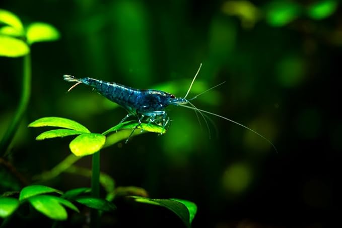 20+ High Grade Blue Dream Shrimps Neocaridina Live Freshwater Shrimp Aquarium Inverts (Live Guarantee or Replacemnt is Free)