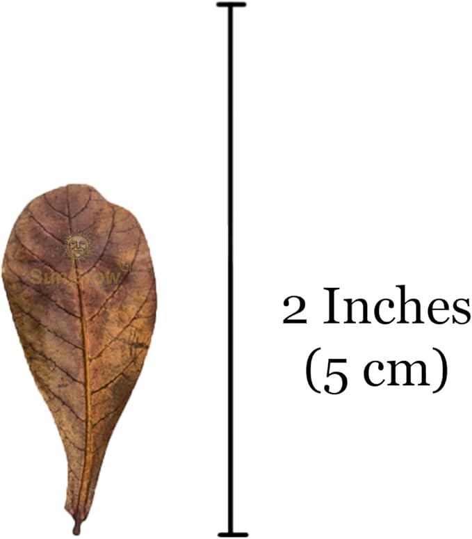 SunGrow Betta Leaves, Beneficial Indian Almond Leaves for Overall Development (Small (2 inch, 50 Pack))