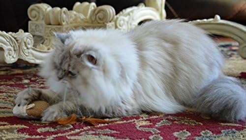 Cat Teaser Wand Toys - Plus 2 Wool Felt Ball Toys, Sisal Mice with Bell, Feather, Elastic String, Sturdy Wood Stick, Interactive Fun, Kitten Catcher Mouse Cat Toy
