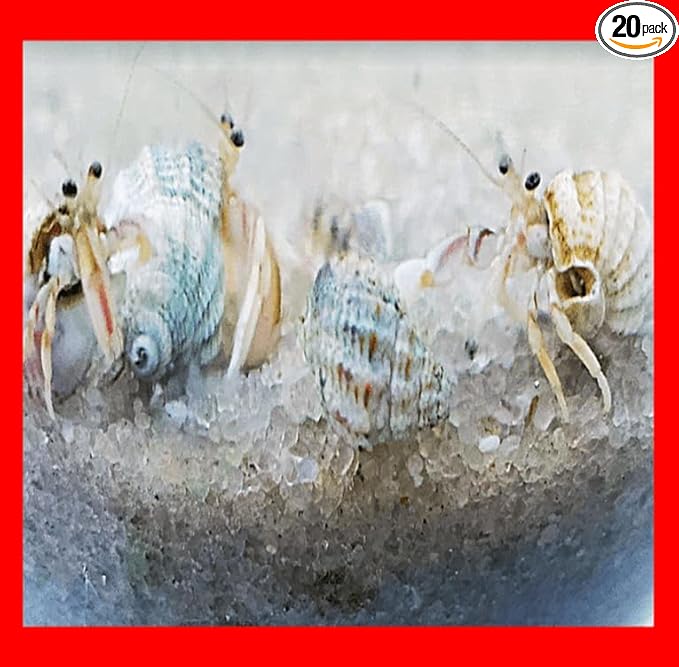 20+ Live Small Marine White-Legged Hermit Crabs Reef Safe Algae Eaters Cleanup Crew for Saltwater Aquariums Natural Scavengers for Nano Reef and Fish Tanks
