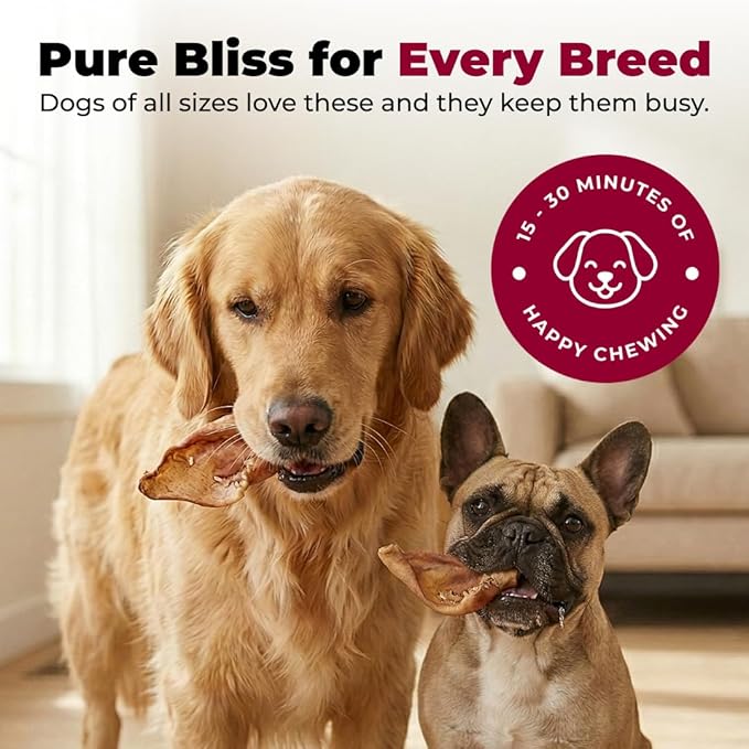 Best Pet Supplies GigaBite Half-Cut Pig Ears for Dogs - All-Natural Slow-Roasted Chews that Clean Teeth and Satisfy Aggressive Chewers - 40 Pack for Medium, Large Dogs