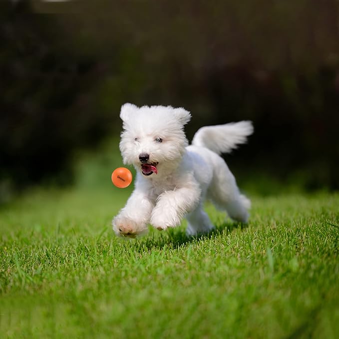 Dog Balls Indestructible,Solid Rubber Bouncy for Dogs Aggressive Chewers Small Breed,Non-Toxic&Floating&High Elasticity,Durable Fetch Ball Small to Chew,Play and Training, Orange, 2 In(5cm)
